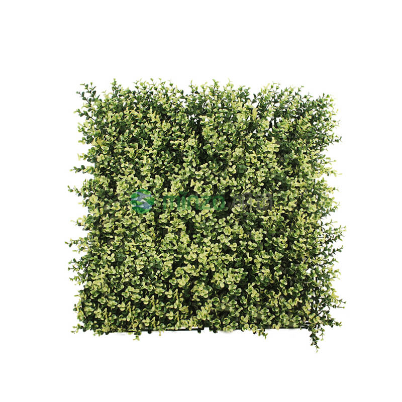 米白色5層金錢(qián)草